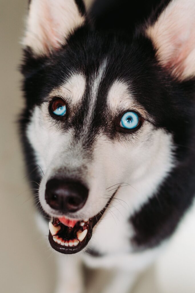 Siberian Husky with Heterochromia