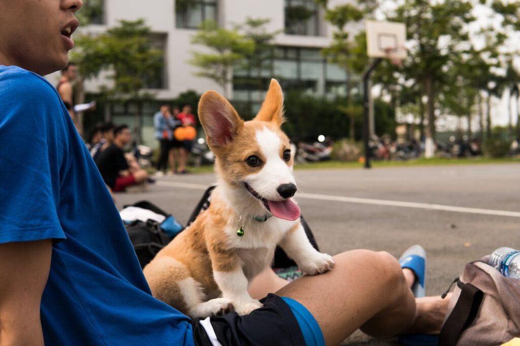 Cute corgi puppy