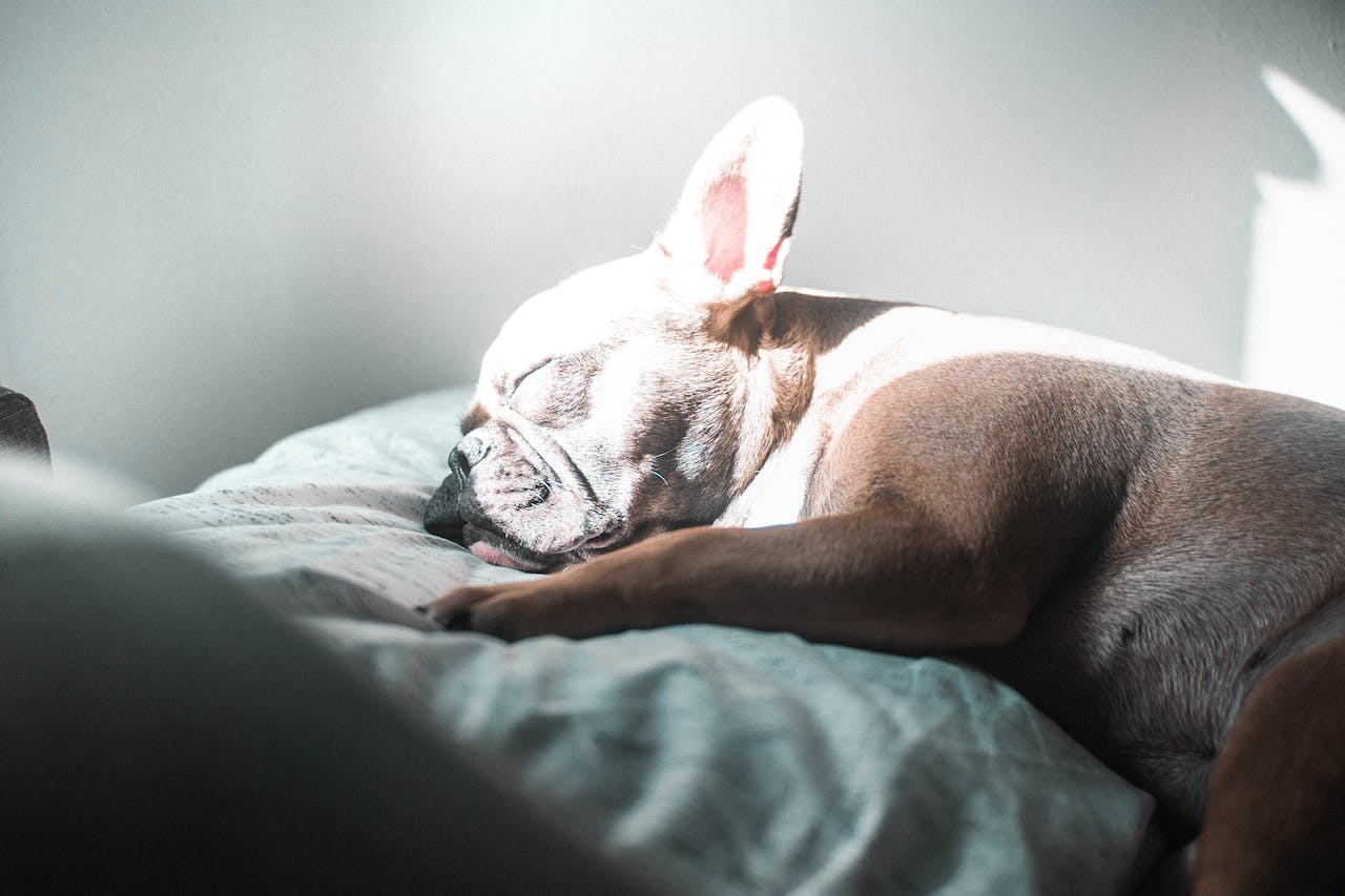 French Bulldog Sleeping