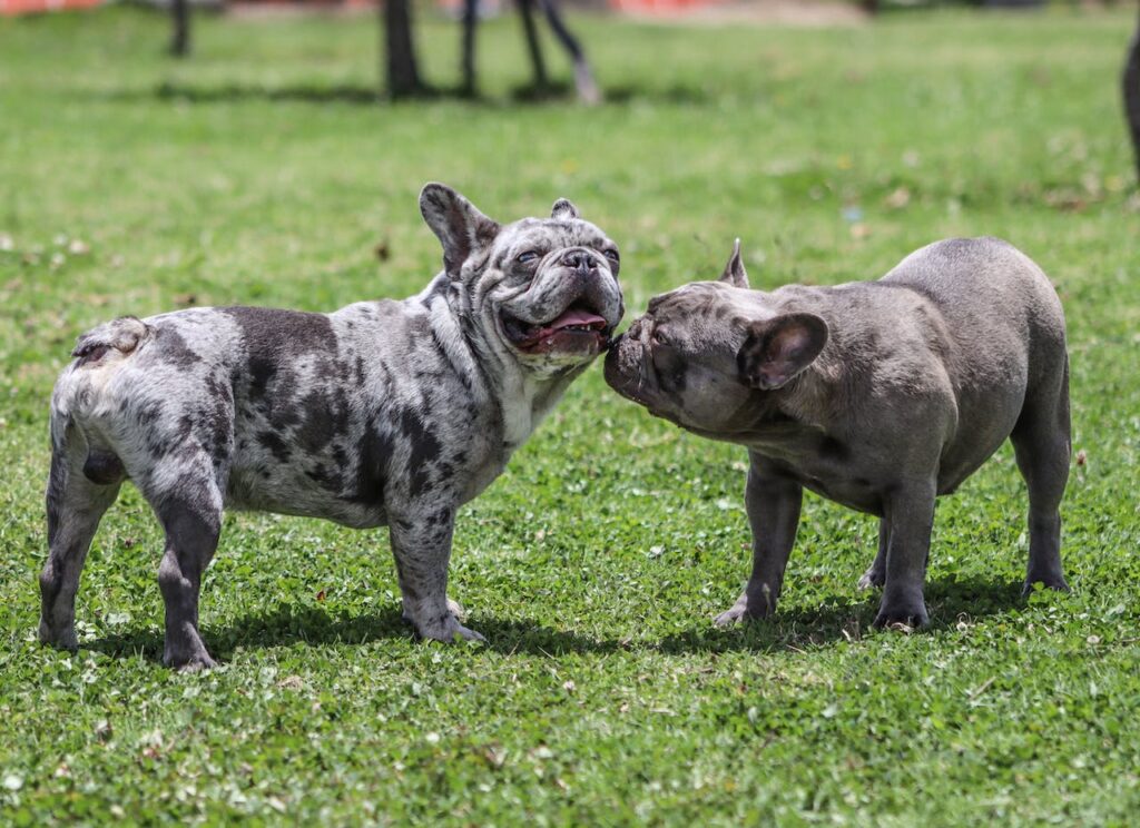 Friendly French Bulldogs at the Park