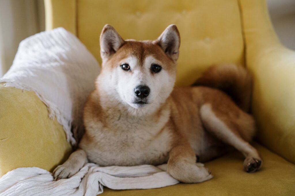 Shiba Inu