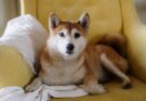 Shiba Inu