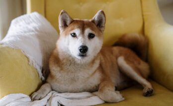 Shiba Inu