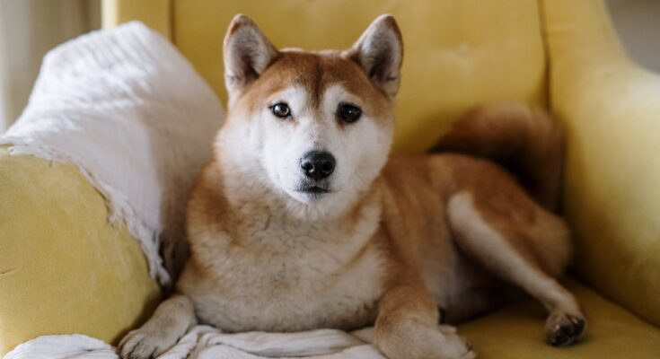 Shiba Inu