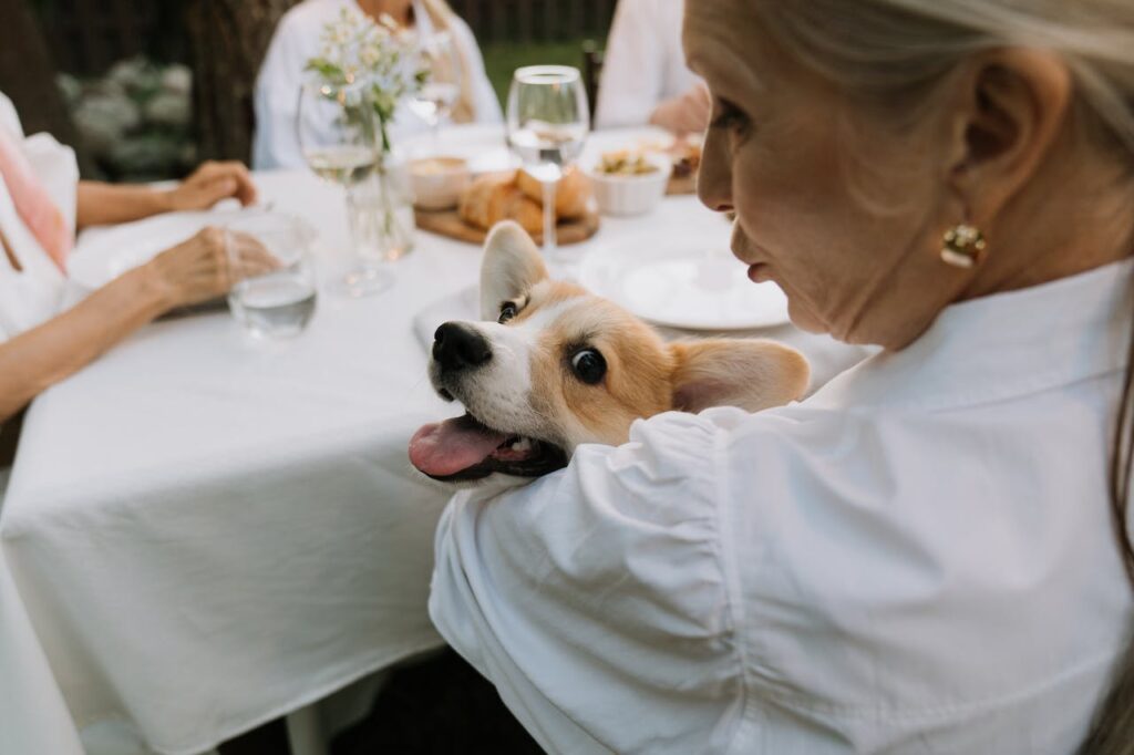 Corgi enjoying lunch