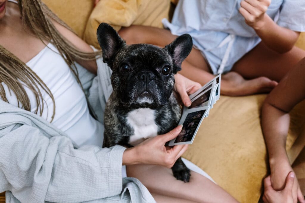 French Bulldog Puppy with Children