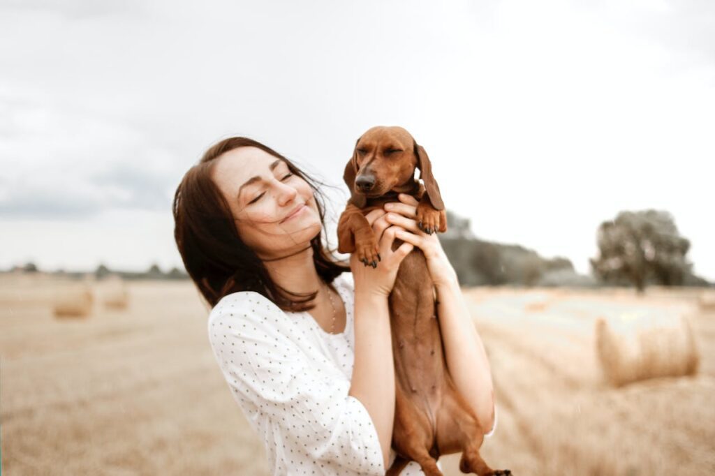 Dachshund in a field