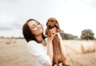 Dachshund in a field