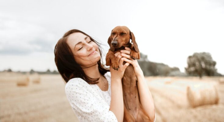 Dachshund in a field