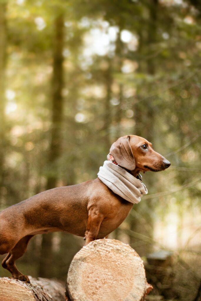 Dachshund on a walk