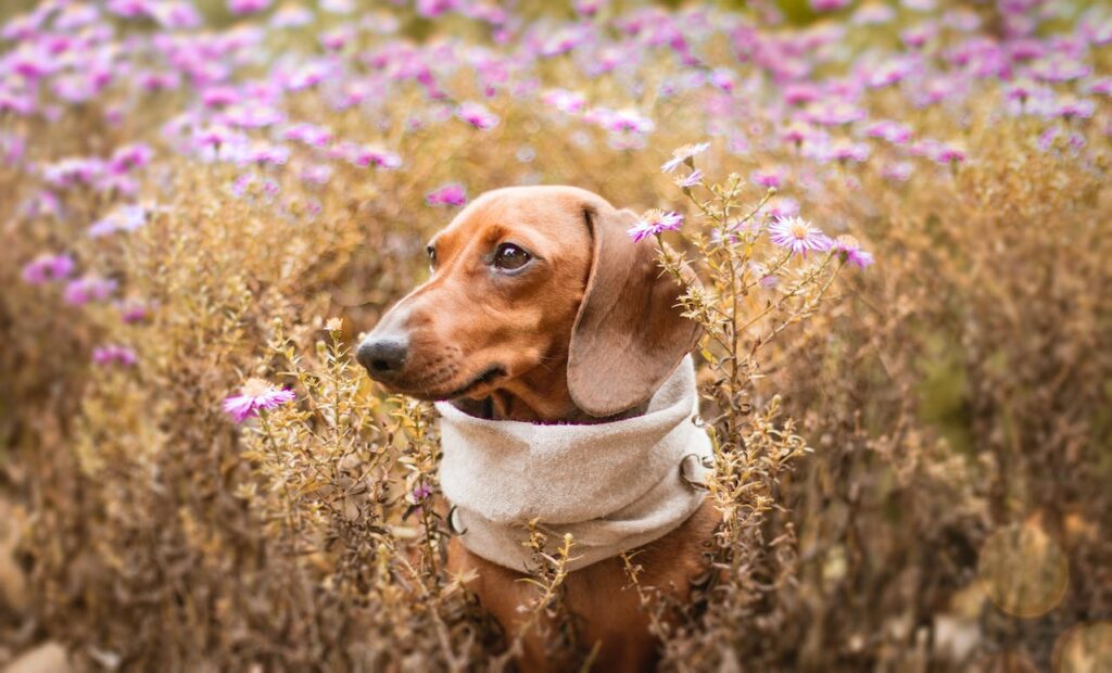 Dachshund in a field