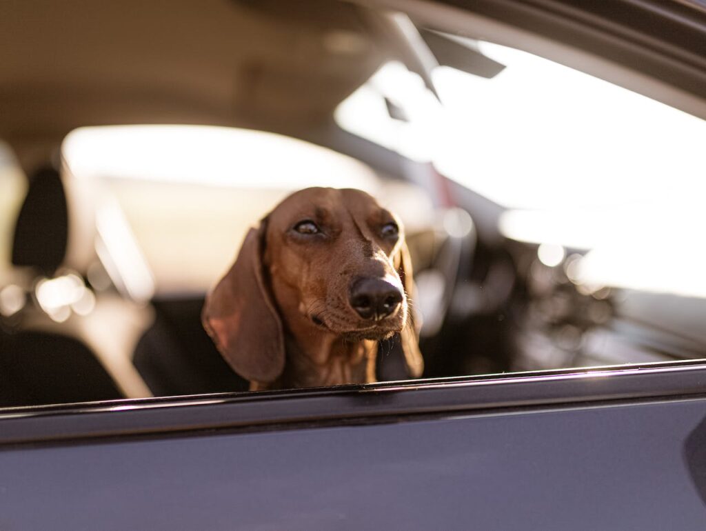 Dachshund in the car