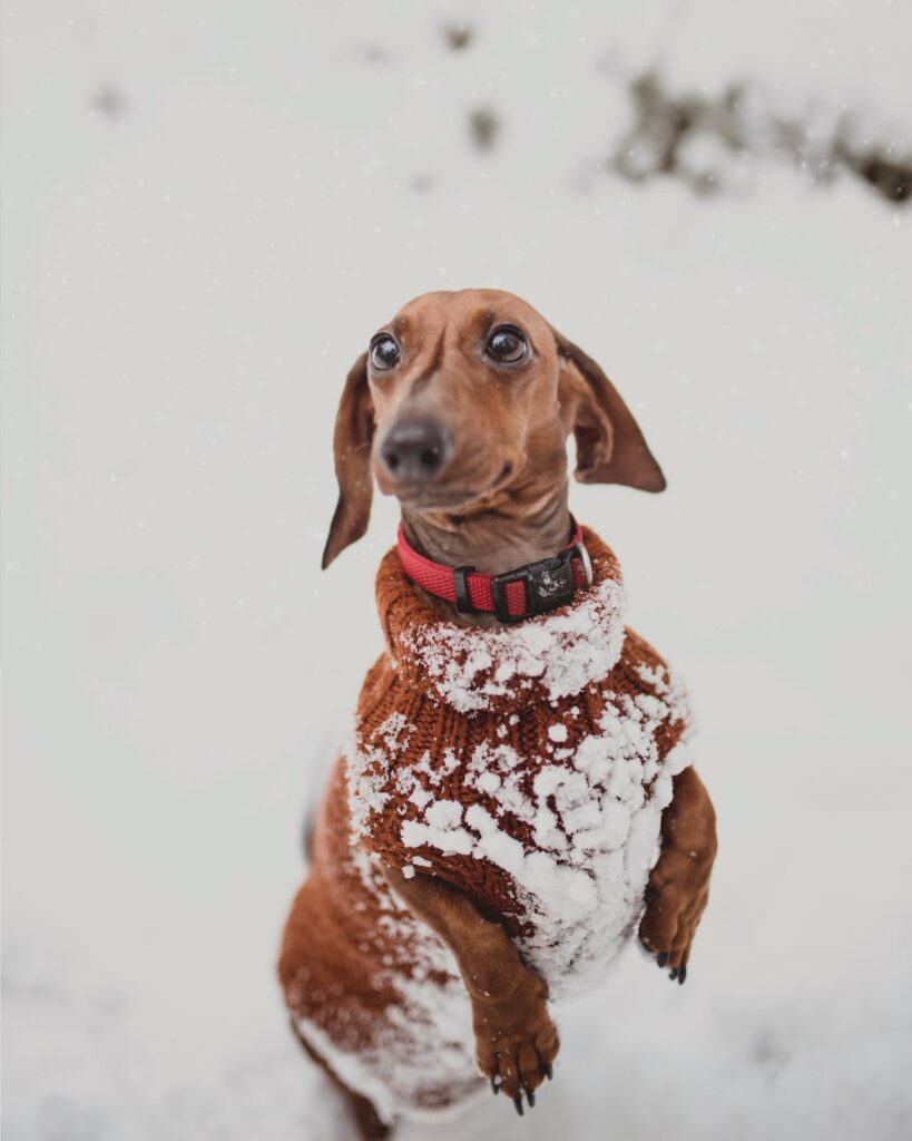 Dachshund in the snow