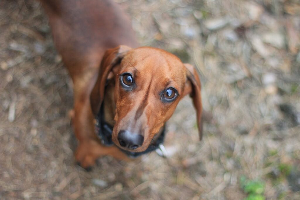 Dachshund