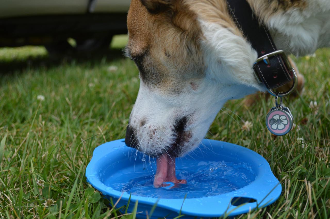 Corgi drinking water from a collapsible bowl