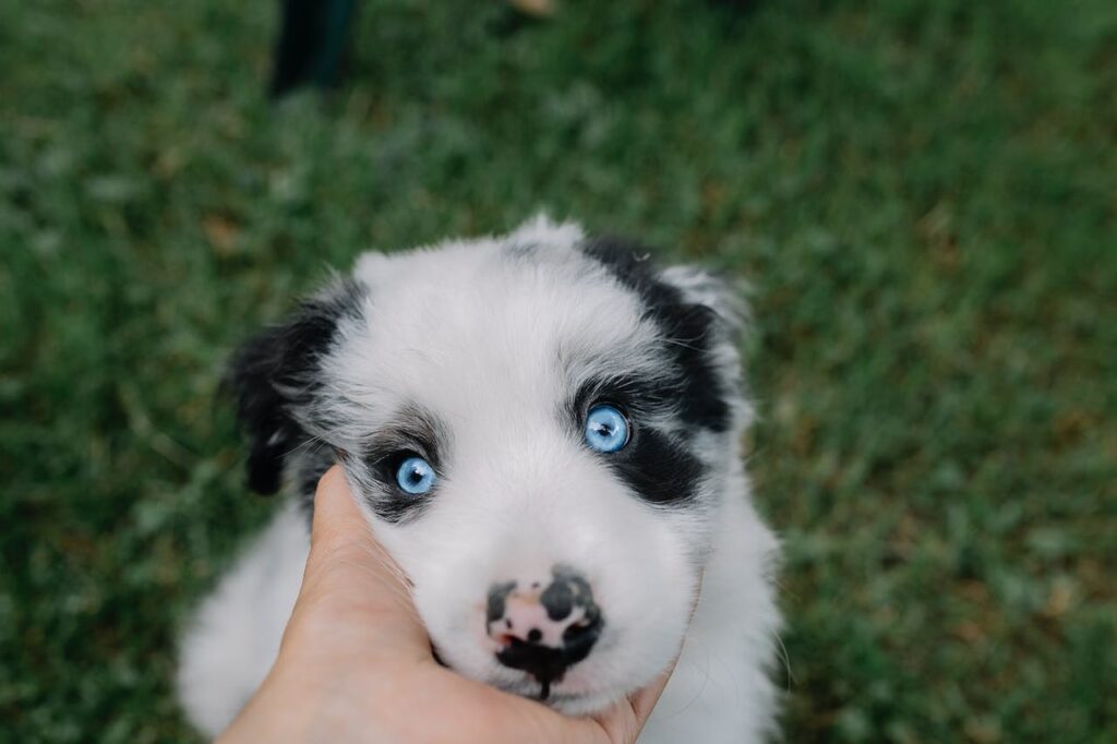 Australian Shepherd Puppy