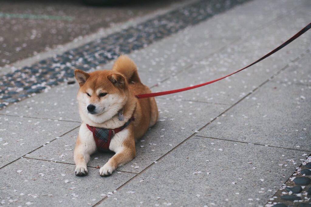 Shiba Inu on a Walk