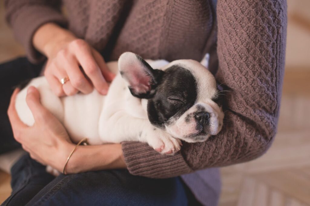 French Bulldog Puppy in Arms