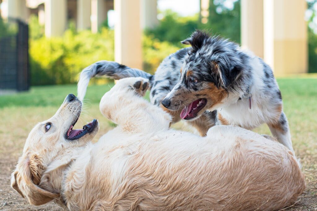 Australian Shepherds Playing