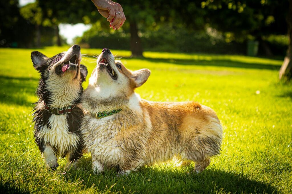 Pair of muddy Corgi friends