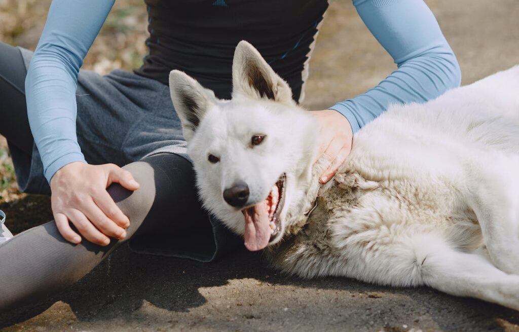 White German Shepherd on a walk