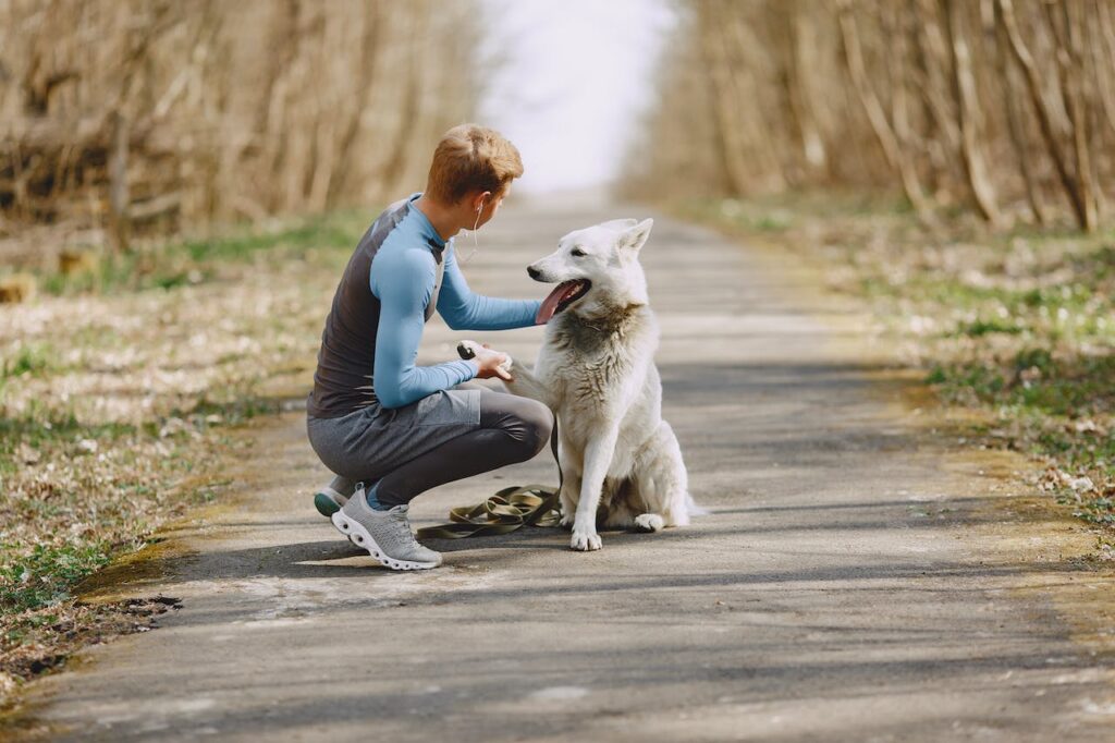 White German Shepherd on a walk