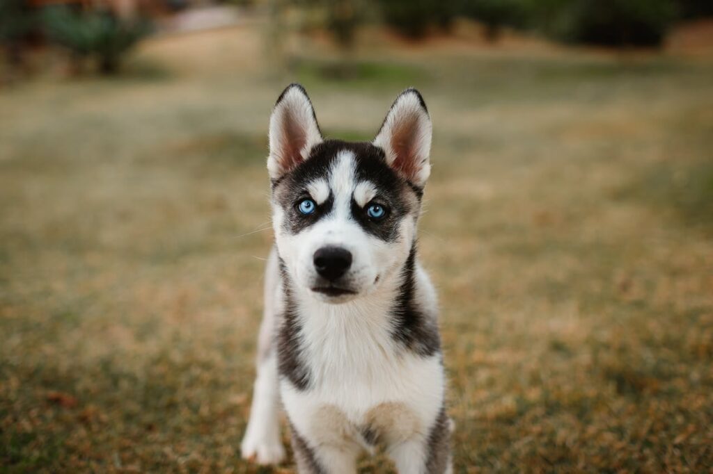 Husky Puppy with Blue Eyes