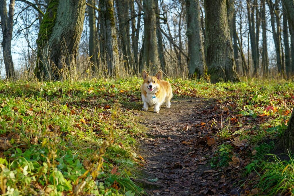 Active corgi on a forest walk