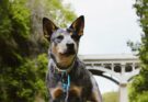 Australian Cattle Dog on a Walk