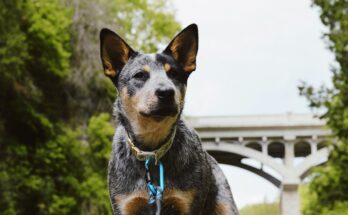 Australian Cattle Dog on a Walk