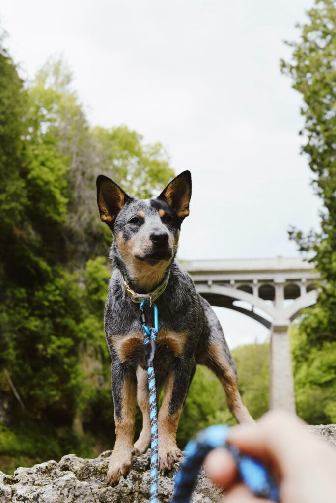 Australian Cattle Dog on a Walk