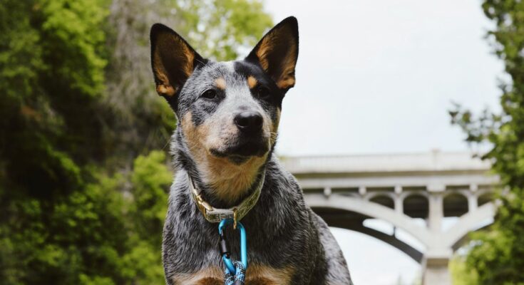 Australian Cattle Dog on a Walk