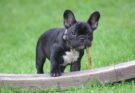 French Bulldog Puppy with Stick