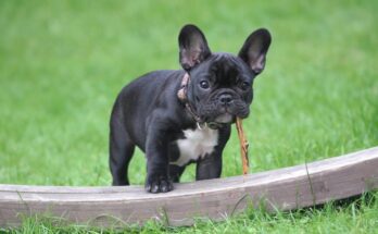 French Bulldog Puppy with Stick