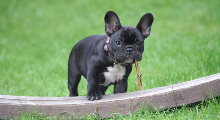 French Bulldog Puppy with Stick