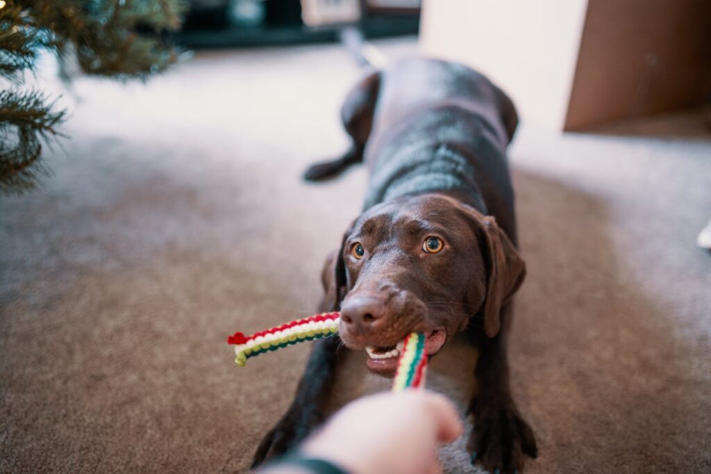 Vizsla Playing with Tug Toy