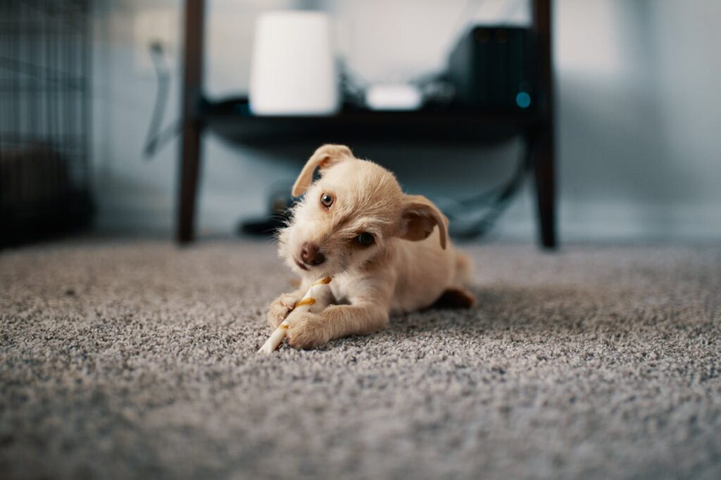 Terrier Puppy Chewing on Toy