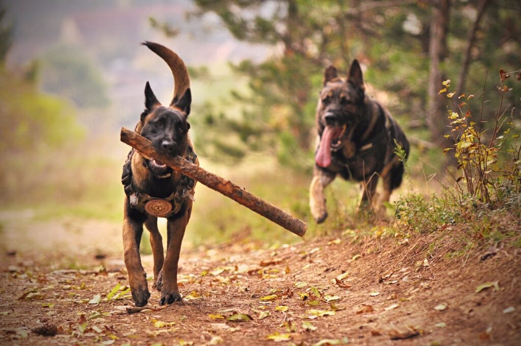 German Shepherds playing fetch