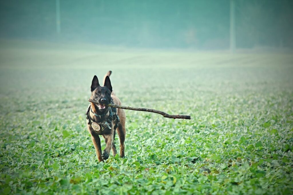 Belgian Malinois playing Fetch