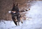 German Shepherd playing fetch