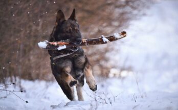 German Shepherd playing fetch