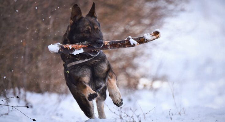 German Shepherd playing fetch