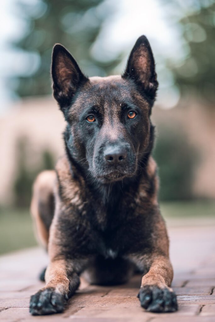 Belgian Malinois