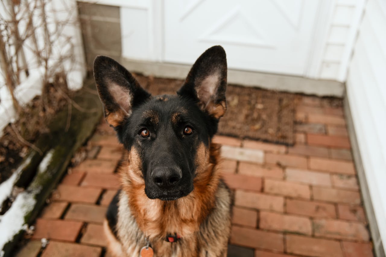 A sweet German Shepherd