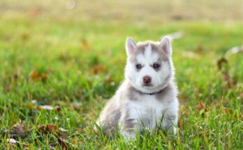 Husky Puppy with Blue Eyes