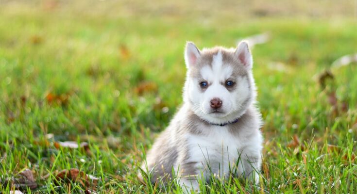 Husky Puppy with Blue Eyes