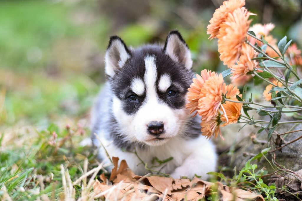 Siberian Husky puppy