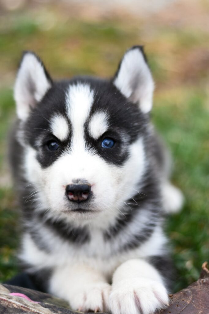 Siberian Husky Puppy with Heterochromia