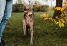 Playing outside with a Weimaraner