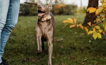 Playing outside with a Weimaraner